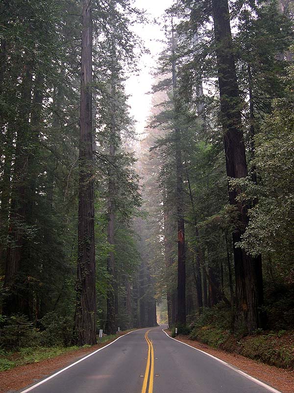 Roadside photo of the Avenue of the Giants.  Photo credit Wikimedia Foundation.