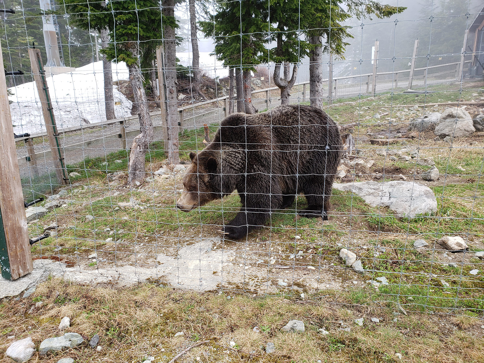 An inquisitive grizzly bear comes as close as just a few short meters away.