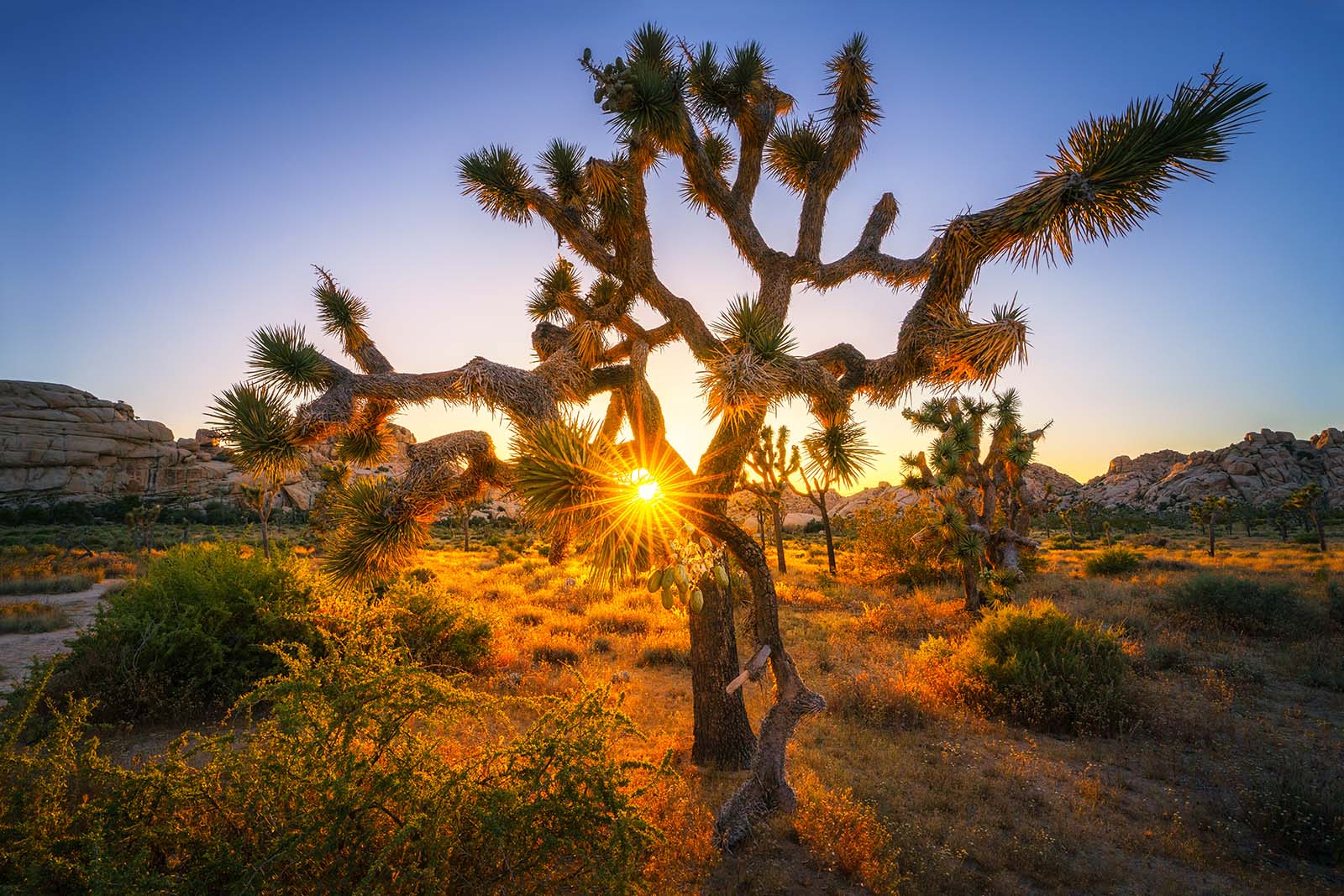 A Joshua Tree at sunset.