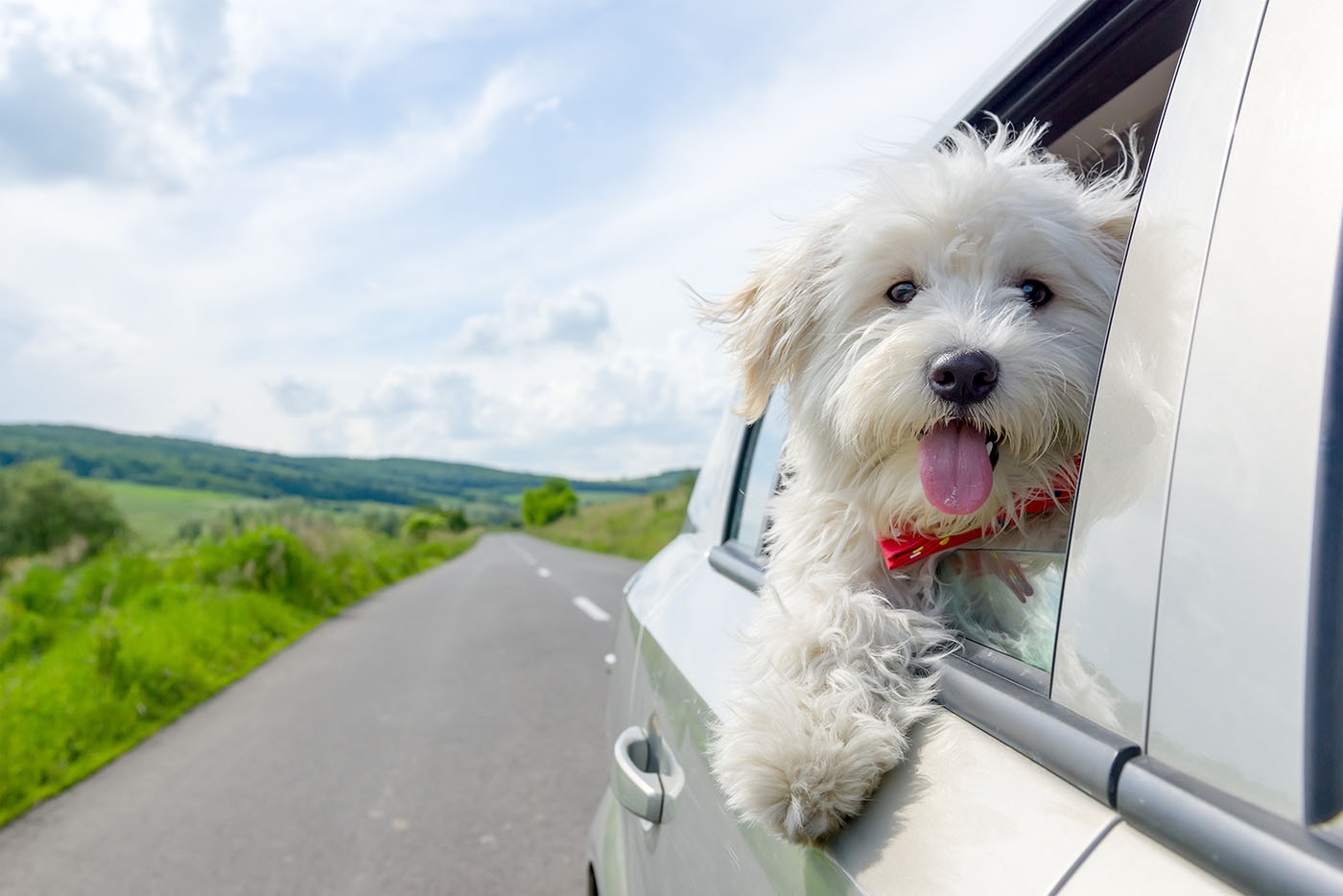 A dog enjoying the ride.