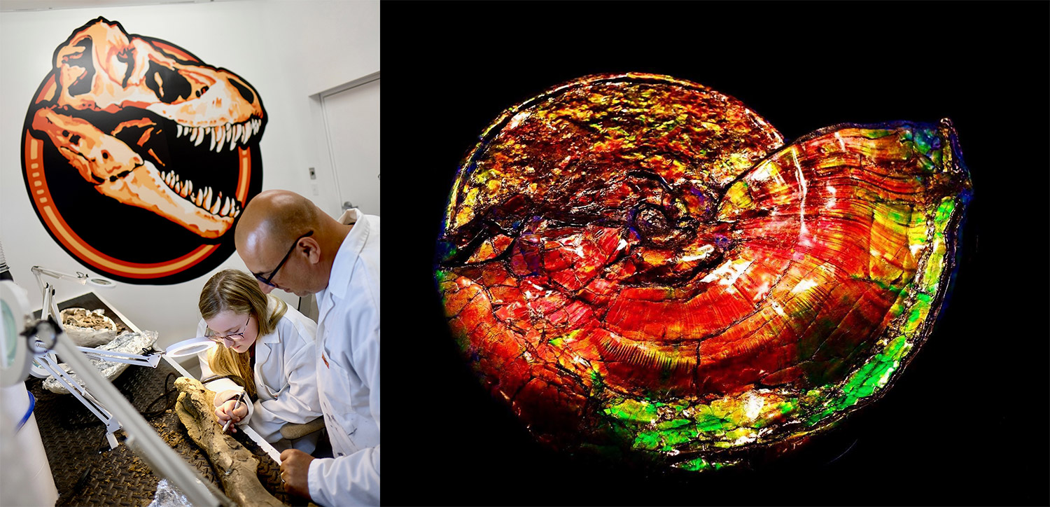 Photos of two people interacting with the fossils at Dino lab, and of an Ammonite fossil recovered from the Bearpaw geologic formation in Alberta.