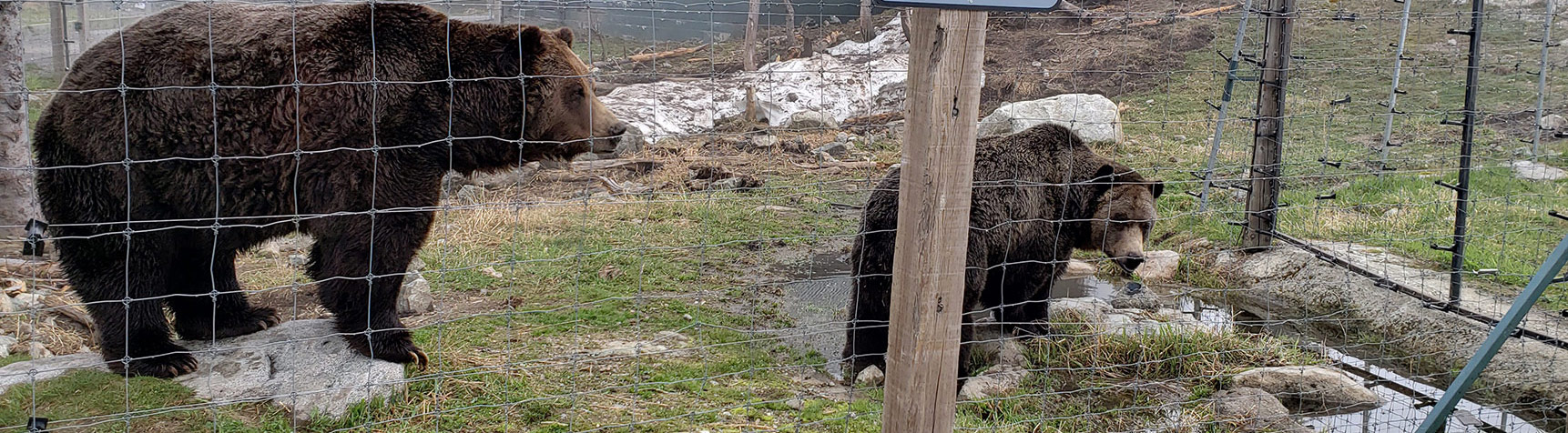 Looking for new ideas to ride out the pandemic close to home?  If you're in Vancouver be sure to check out Grouse mountain which has some great pre-season deals at the moment!